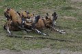 Safaripark Beekse Bergen 1